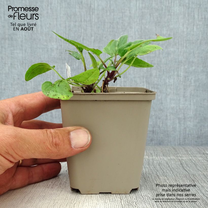 Ejemplar de Prunella grandiflora Altenberg Rosa Maceta de 8/9 cm entregado en verano