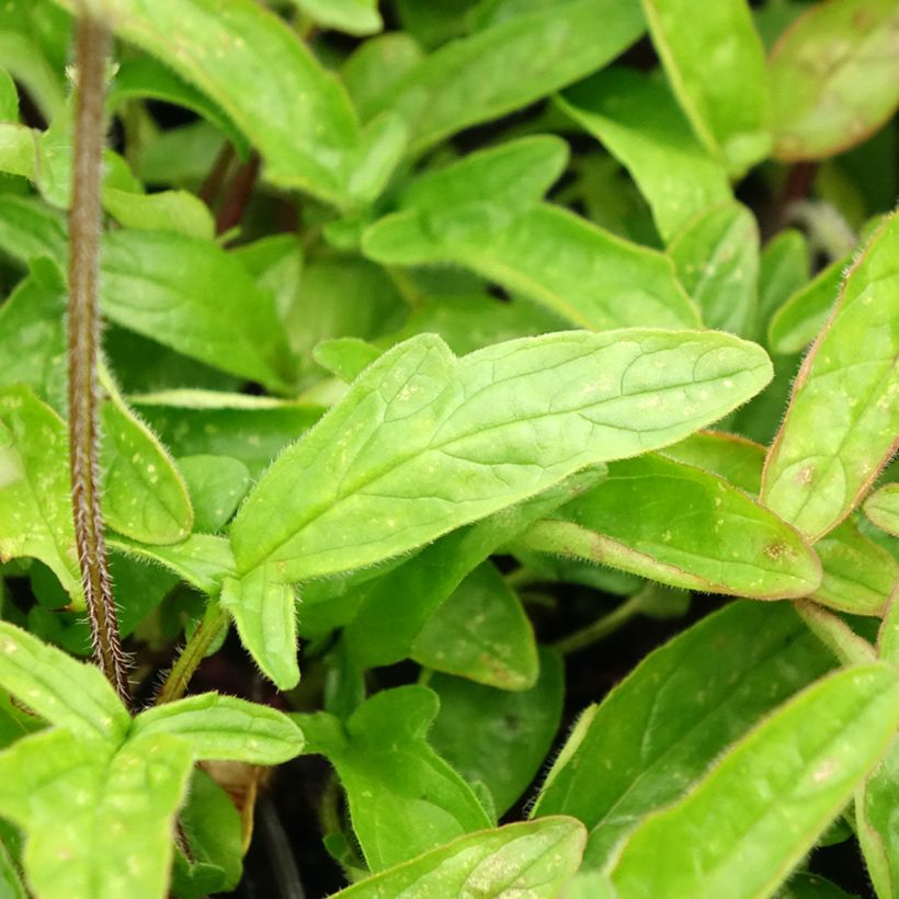 Prunella grandiflora Altenberg Rosa (Follaje)