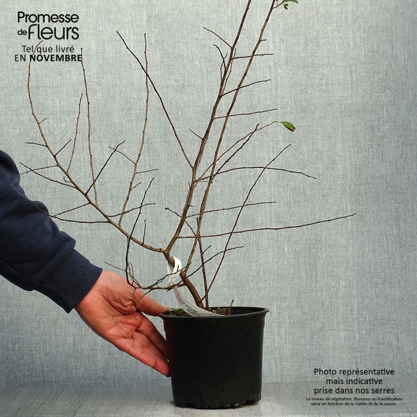 Ejemplar de Endrino - Prunus spinosa Maceta 2L/3L entregado en otoño
