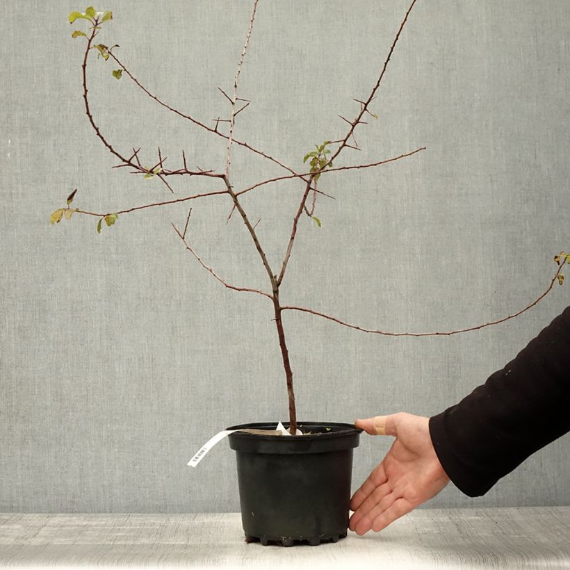 Ejemplar de Endrino - Prunus spinosa Maceta 3L/4L entregado en otoño