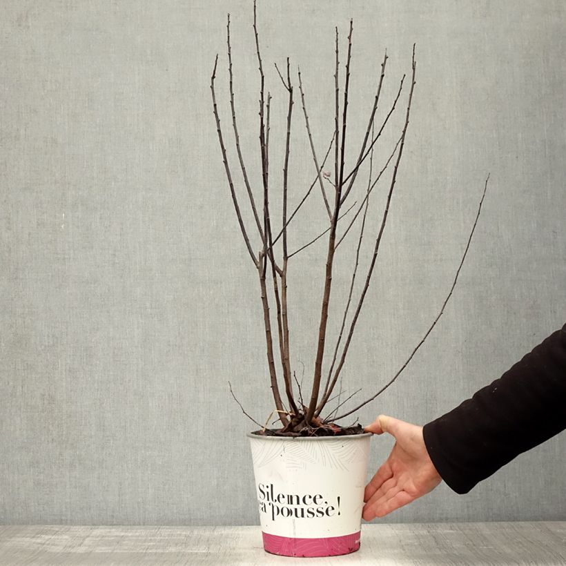 Ejemplar de Prunus cerasifera Nigra - Ciruelo de jardín Maceta 3L/4L entregado en otoño