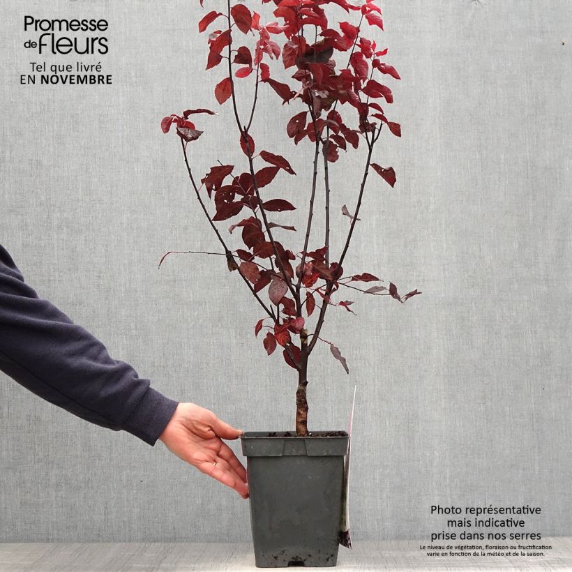 Ejemplar de Prunus cerasifera Nigra - Ciruelo de jardín Maceta 4L/5L entregado en otoño