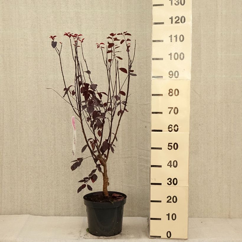 Ejemplar de Prunus cerasifera Nigra - Ciruelo de jardín Maceta 7,5L/10L entregado en otoño