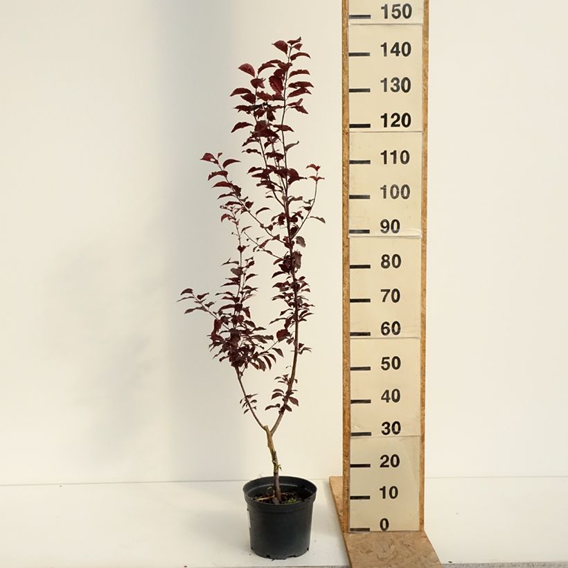 Ejemplar de Prunus cerasifera Hollywood - Ciruelo de jardín Maceta 4L/5L entregado en verano