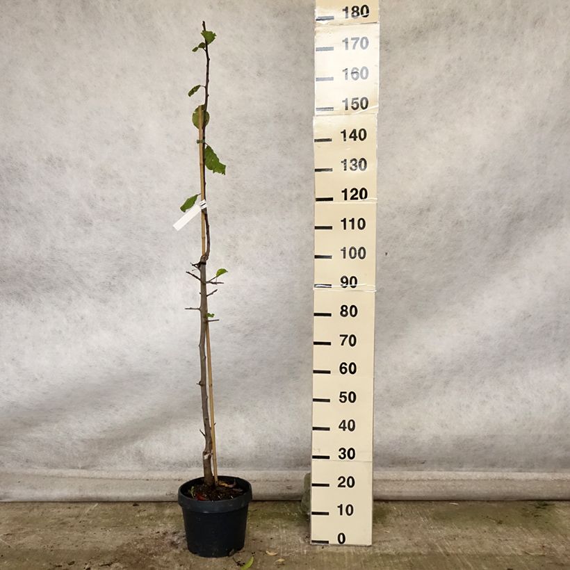 Ejemplar de Ciruelo Quetsche toronto Maceta 6L/7L, Columnar entregado en otoño