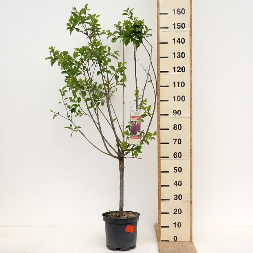 Ciruelo Mr. Hâtif Maceta 7,5L/10L, CopaAltura de entrega aprox. 140/160cm Ejemplar entregado en la primavera