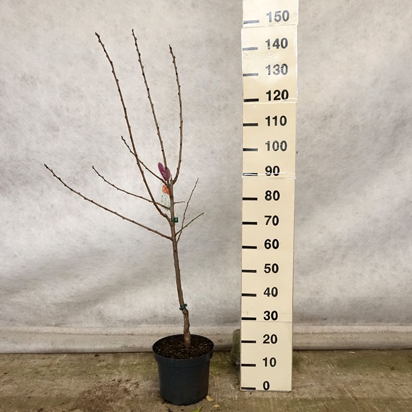 Ejemplar de Ciruelo Victoria Maceta 7,5L/10L, Copa entregado en otoño