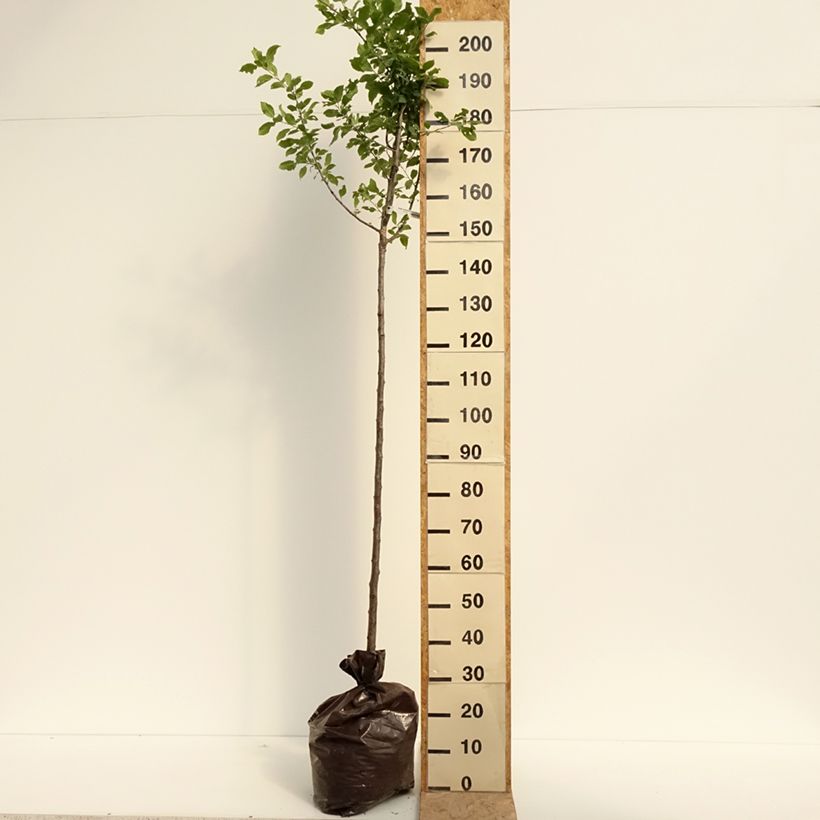 Ejemplar de Ciruelo Quetsche Blanche de Létricourt Cepellón "listo para plantar", Medio tallo entregado en verano