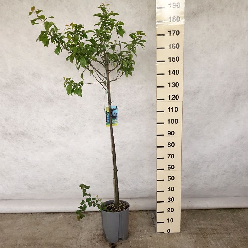 Ejemplar de Ciruelo Quetsche d'Alsace Maceta 7,5L/10L, Medio talloAltura de entrega aprox. 150/175cm entregado en verano