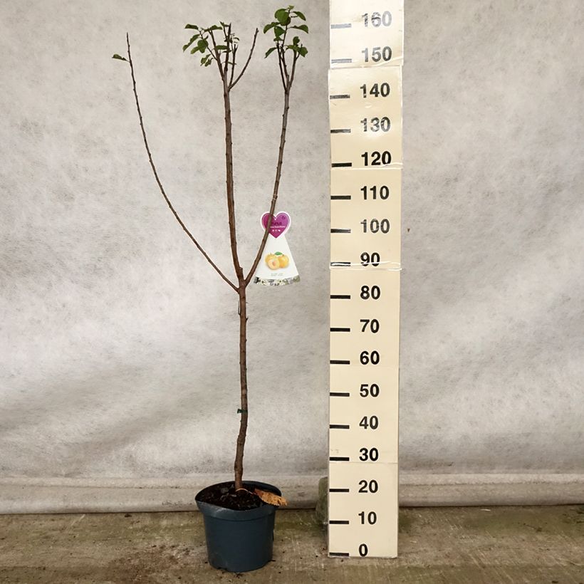 Ejemplar de Ciruelo Reine Claude d'Oullins Maceta 7,5L/10L, Copa entregado en otoño