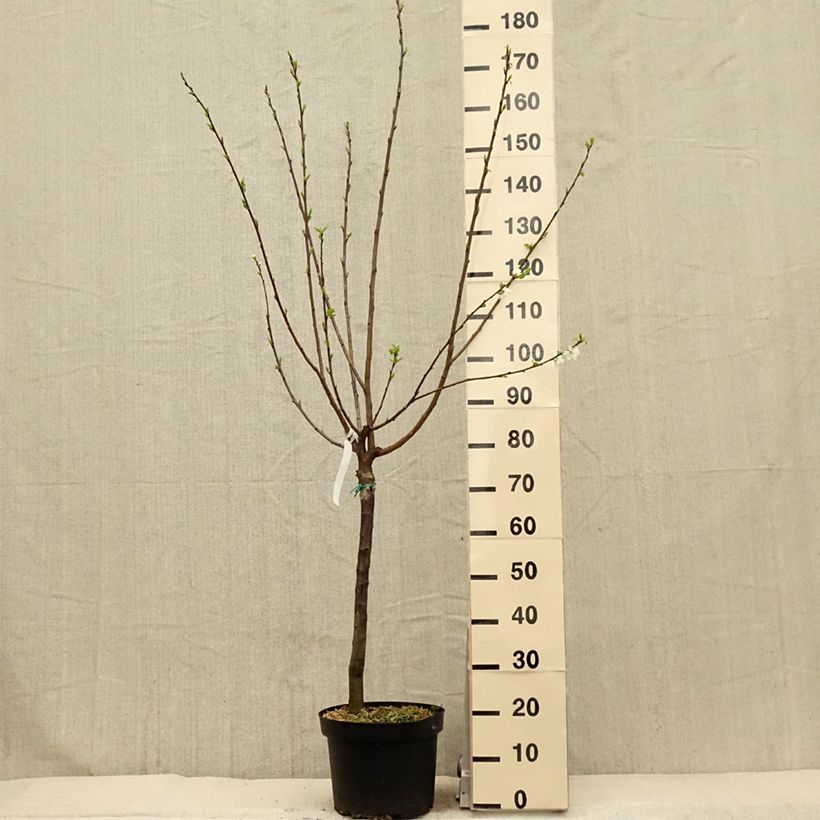 Ciruelo Reine Claude de Bavay Maceta 7,5L/10L, CopaAltura de entrega aprox. 140/160cm Ejemplar entregado en la primavera