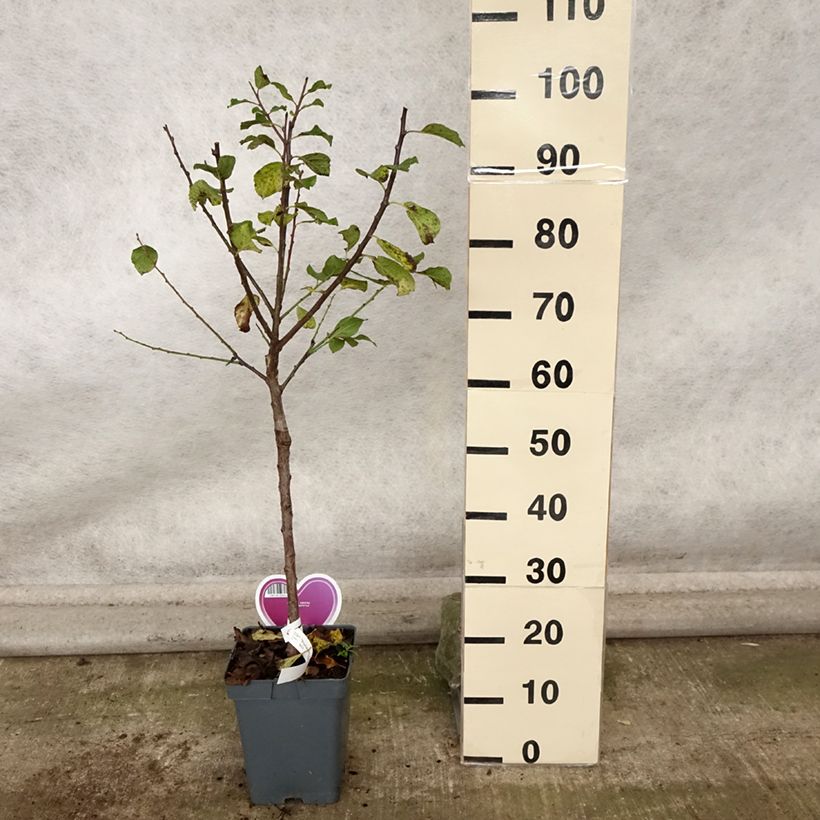 Ejemplar de Ciruelo Reine Claude Dorée ou verte Maceta 7,5L/10L, Copa entregado en otoño