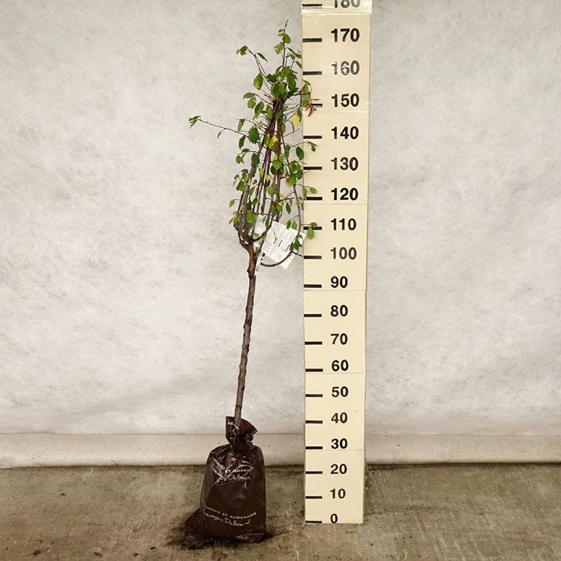 Ejemplar de Ciruelo Thames Cross Cepellón "listo para plantar", CopaAltura de entrega aprox. 110/+cm entregado en verano