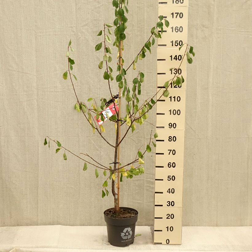 Ejemplar de Prunus domestica Tipala - Ciruelo europeo Maceta 7,5L/10L, Copa entregado en otoño