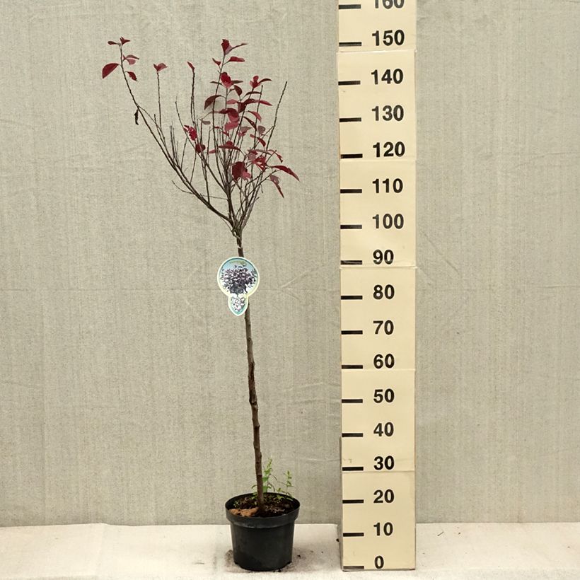 Ejemplar de Prunus cistena - Cerezo de arena hoja púrpura Maceta 4L/5L entregado en otoño