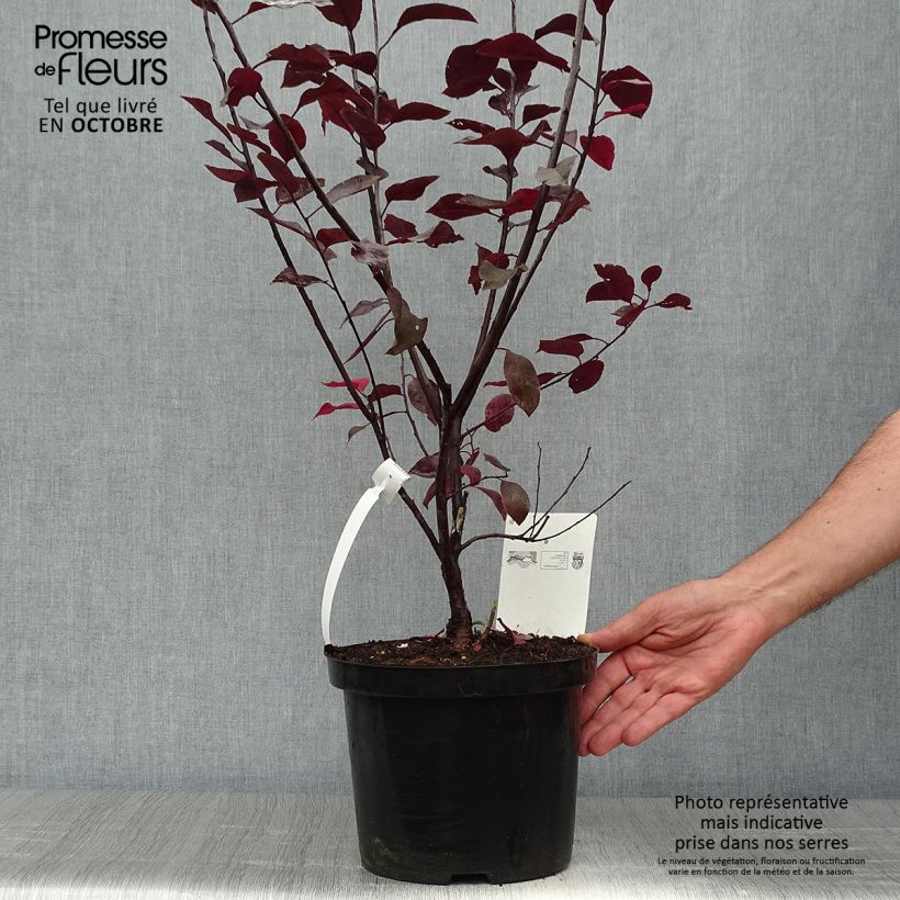 Ejemplar de Prunus cistena - Cerezo de arena hoja púrpura Maceta 4L/5L entregado en otoño