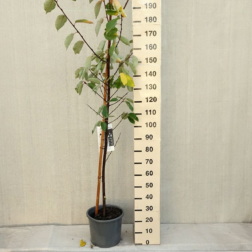 Ejemplar de Prunus padus Le Thoureil - Cerezo de racimos Maceta 12L/15L entregado en otoño