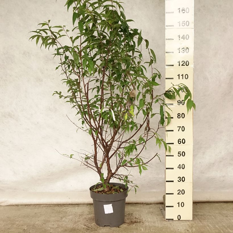 Ejemplar de Prunus serrula - Cerisier du Tibet en pot de 12L entregado en verano