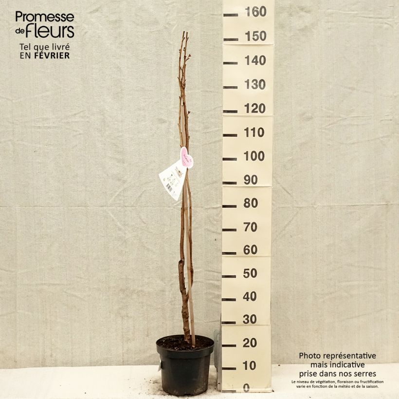 Cerezo japonés Amanogawa - Prunus serrulata Maceta 7,5L/10L Ejemplar entregado en invierno