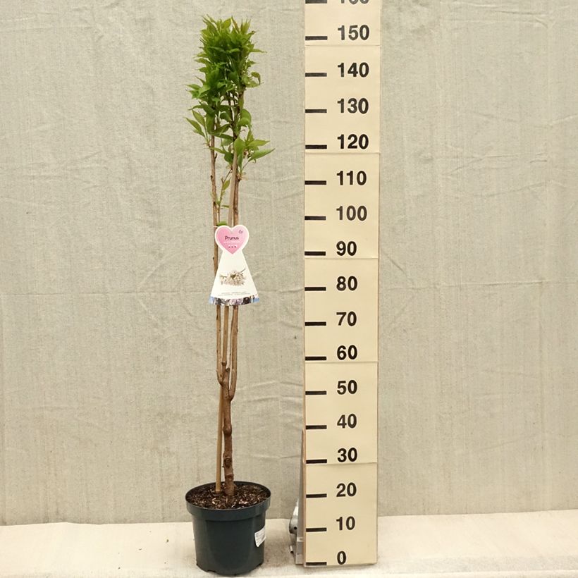 Cerezo japonés Amanogawa - Prunus serrulata Maceta 7,5L/10LAltura de entrega aprox. 100/125cm Ejemplar entregado en la primavera