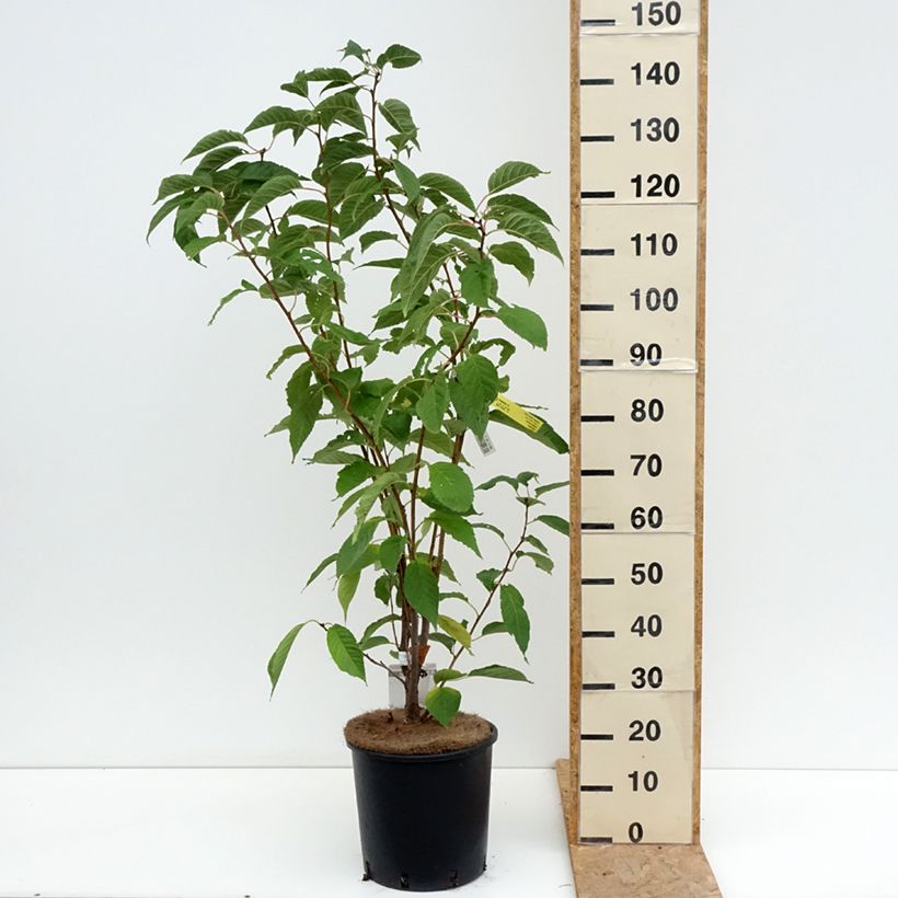 Ejemplar de Cerezo japonés Amanogawa - Prunus serrulata Maceta 7,5L/10L entregado en verano