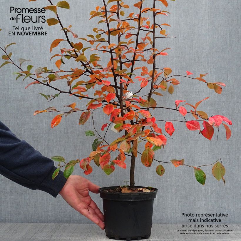 Ejemplar de Pseudocydonia sinensis - Membrillero de China Maceta 3L/4L entregado en otoño