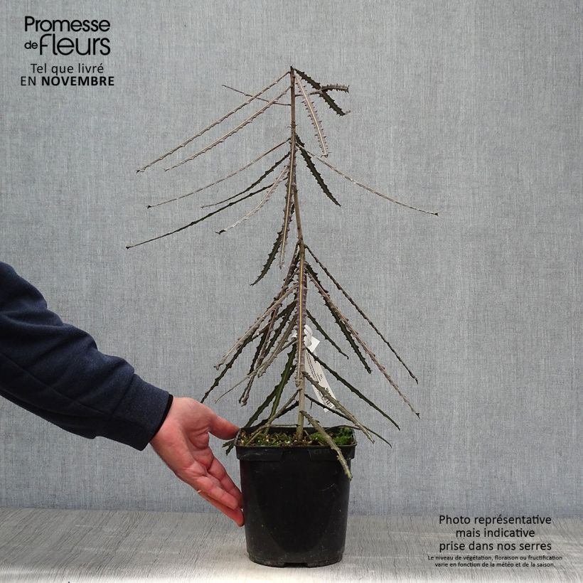 Ejemplar de Pseudopanax ferox - Árbol lanza dentado Maceta 2L/3L entregado en otoño