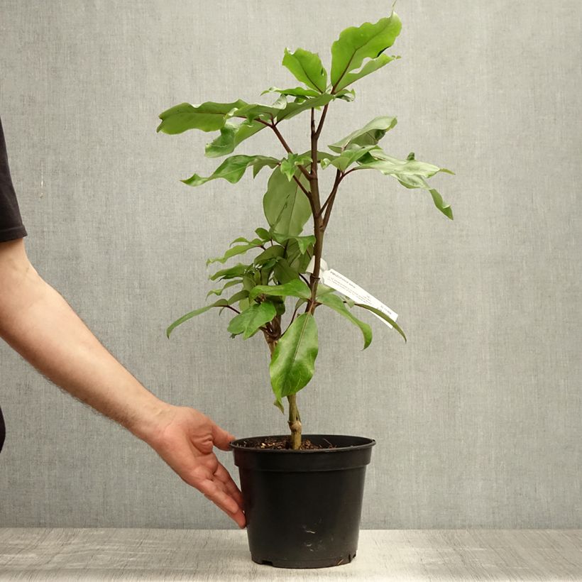 Ejemplar de Pseudopanax laetus  Pot de 3L/4L entregado en verano