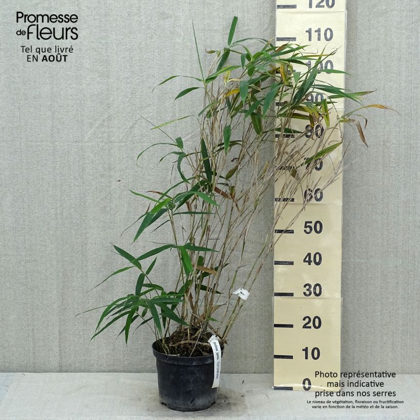 Ejemplar de Pseudosasa japonica Tsutsumiana - Bambú japonés Maceta 4L/5LAltura de entrega aprox. 80+cm entregado en verano