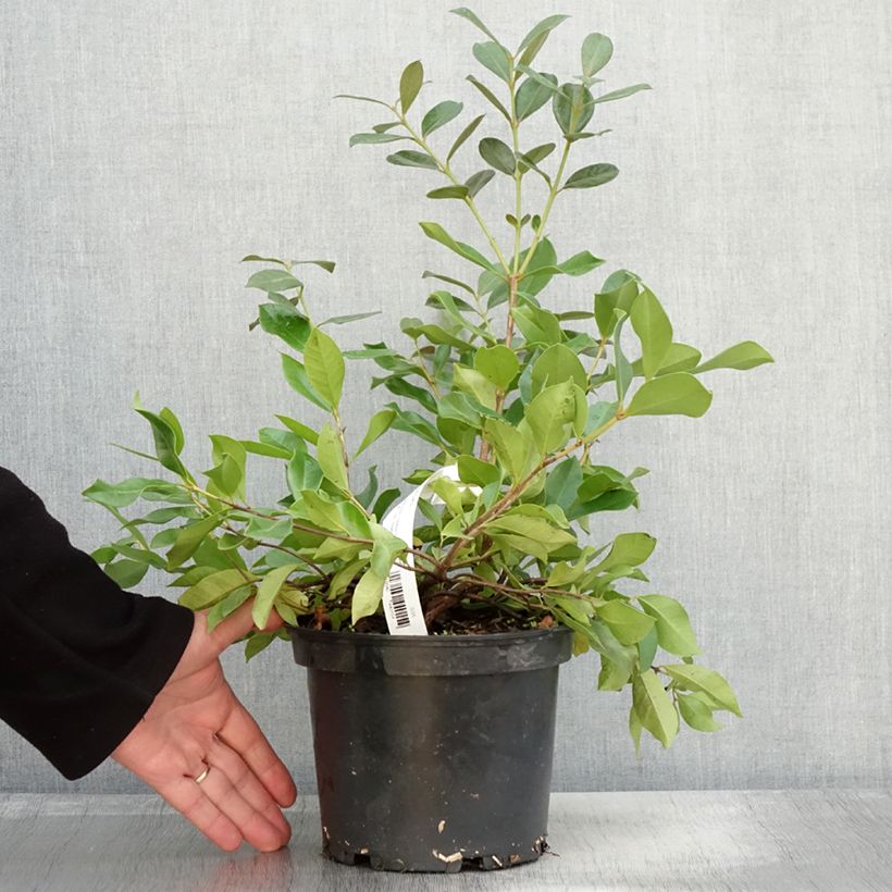 Ejemplar de Guayabo - Psidium cattleianum Maceta 2L/3L entregado en otoño