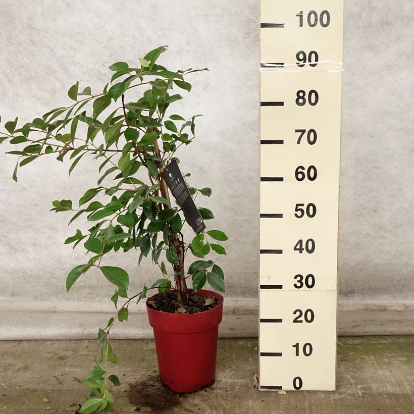 Ejemplar de Guayabo - Psidium cattleianum Maceta 6L/7L entregado en otoño