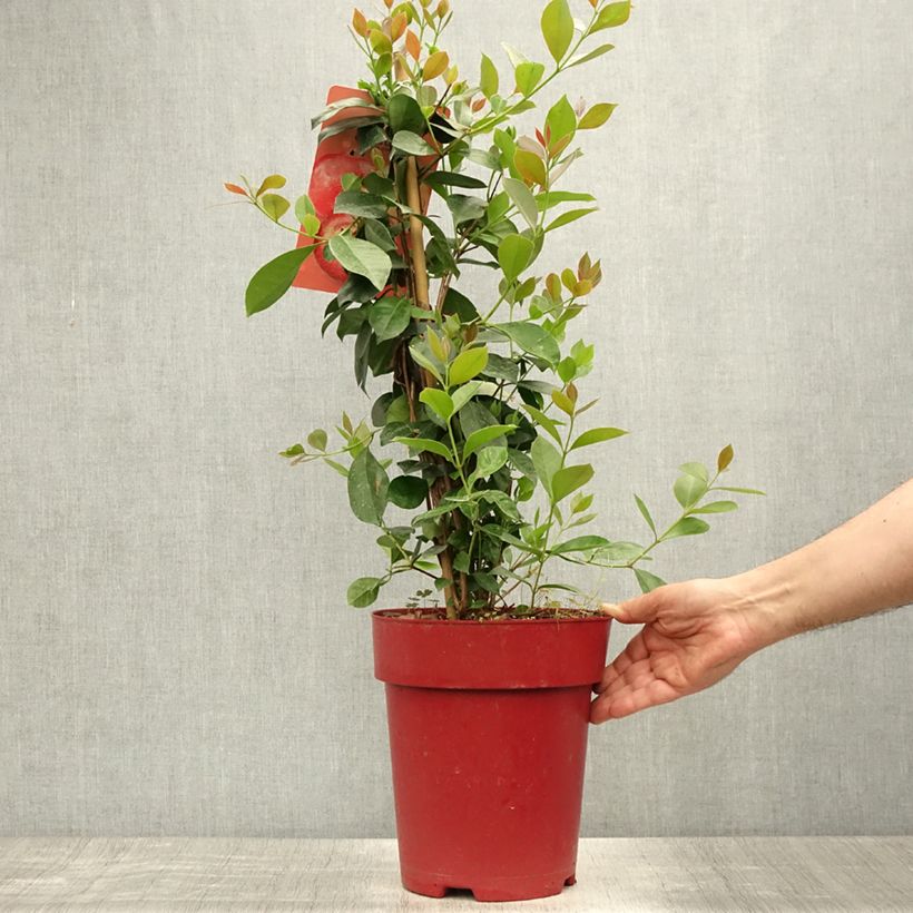 Ejemplar de Guayabo - Psidium cattleianum Maceta 6L/7LAltura de entrega aprox. 80/100cm entregado en verano