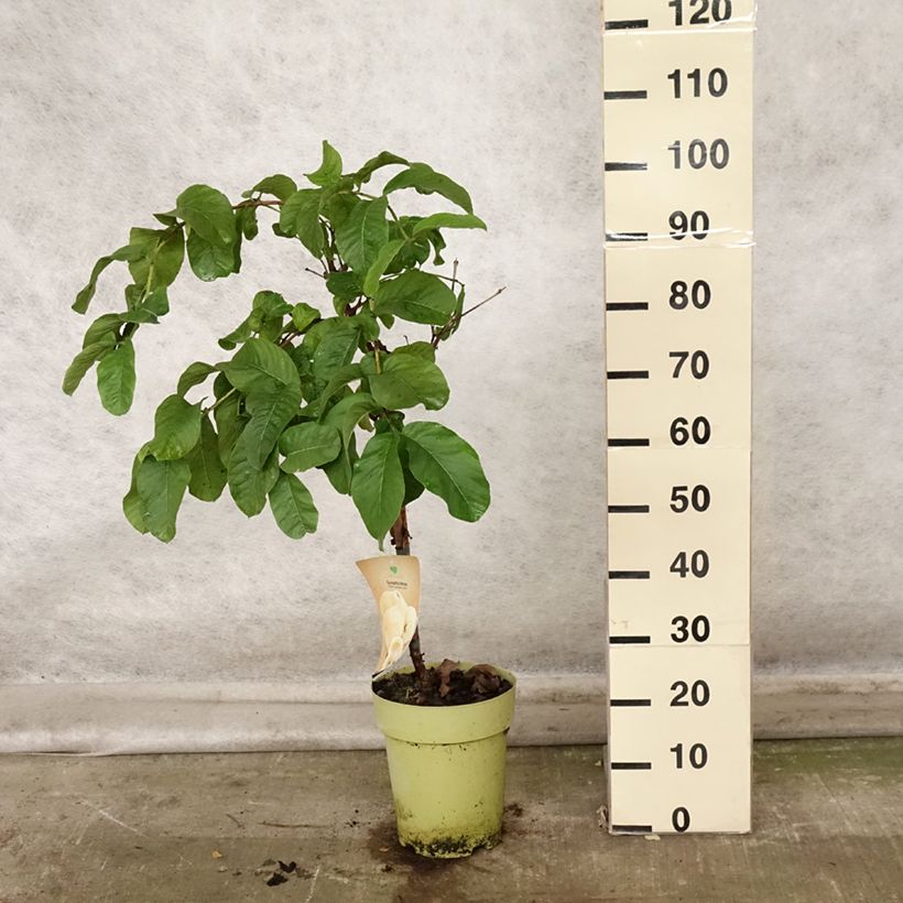 Ejemplar de Guayabo Limon - Psidium guajava Maceta 6L/7L entregado en otoño