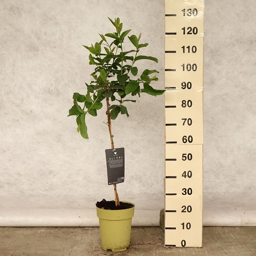Ejemplar de Guayabo Limon - Psidium guajava Maceta 6L/7LAltura de entrega aprox. 80/100cm entregado en verano