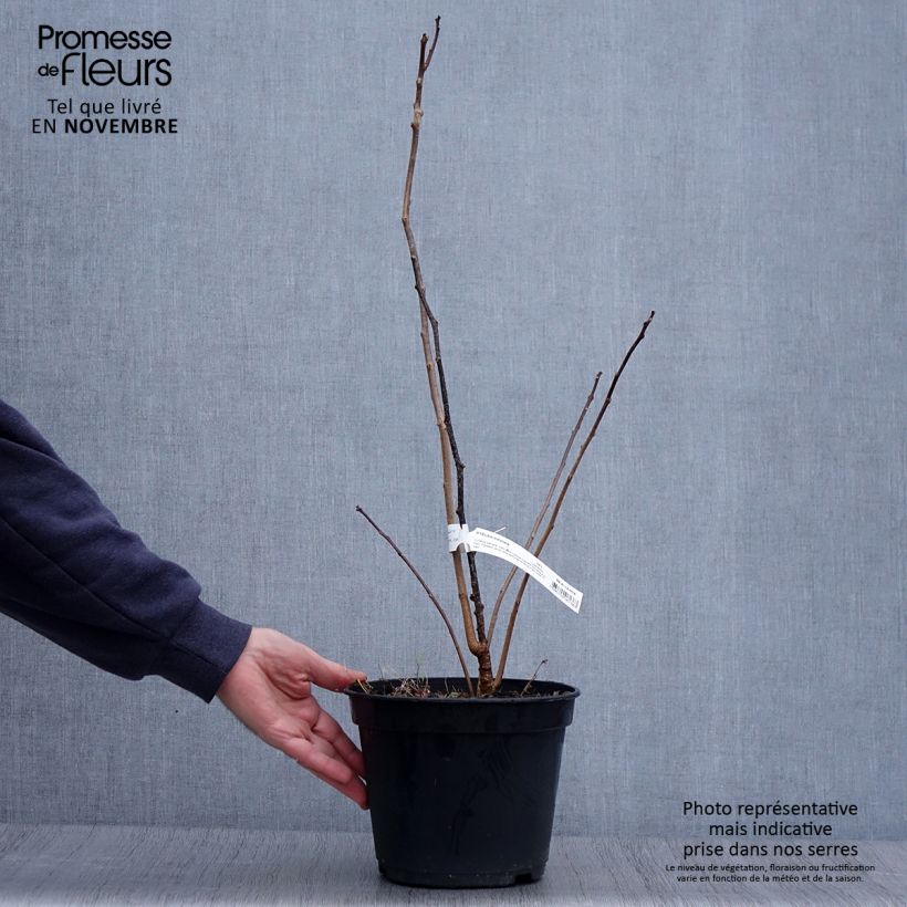 Ejemplar de Ptelea trifoliata - Palo zorrillo Maceta 3L/4L entregado en otoño