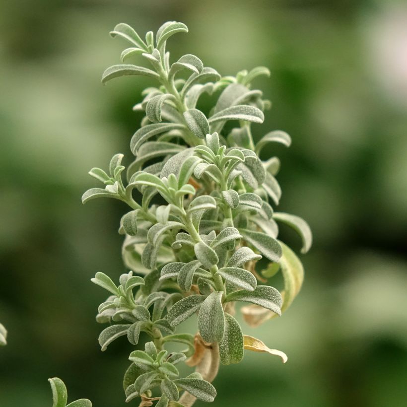 Ptilotrichum spinosum Rubrum (Follaje)