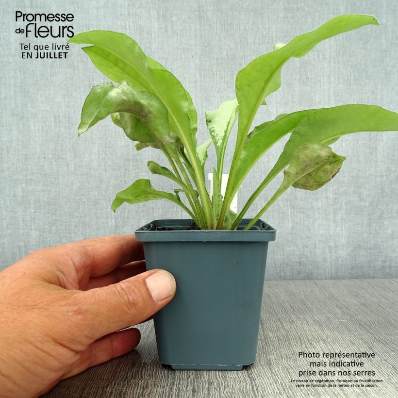 Ejemplar de Pulmonaria Majesté Maceta de 8/9 cm entregado en verano