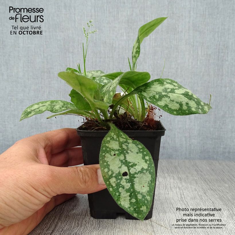 Ejemplar de Pulmonaria Opal Maceta de 8/9 cm entregado en otoño