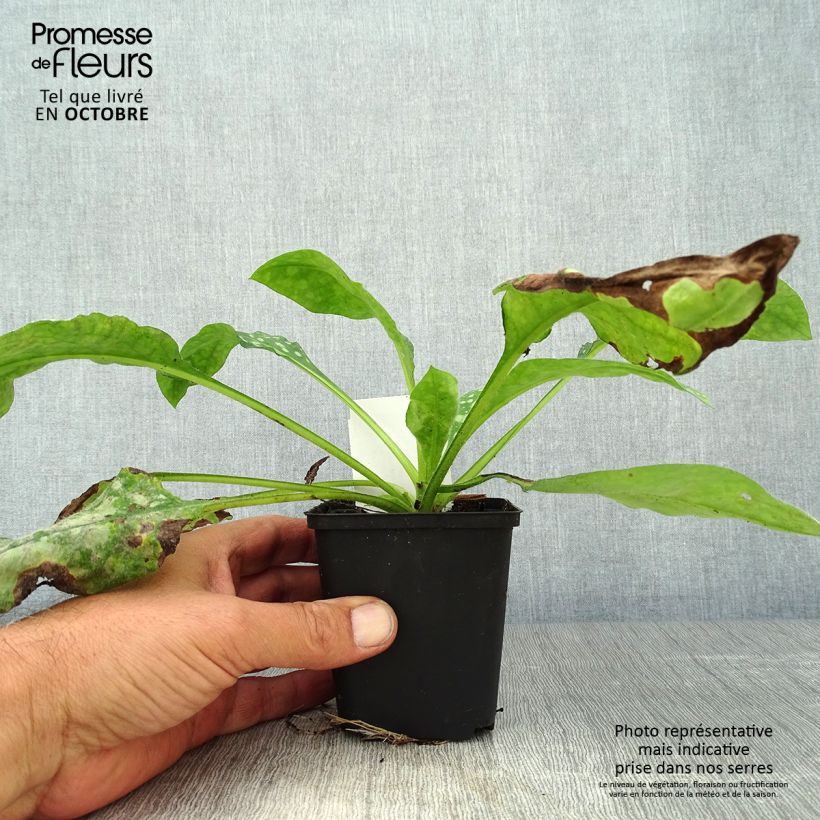 Ejemplar de Pulmonaria Sissinghurst White Maceta de 8/9 cm entregado en otoño