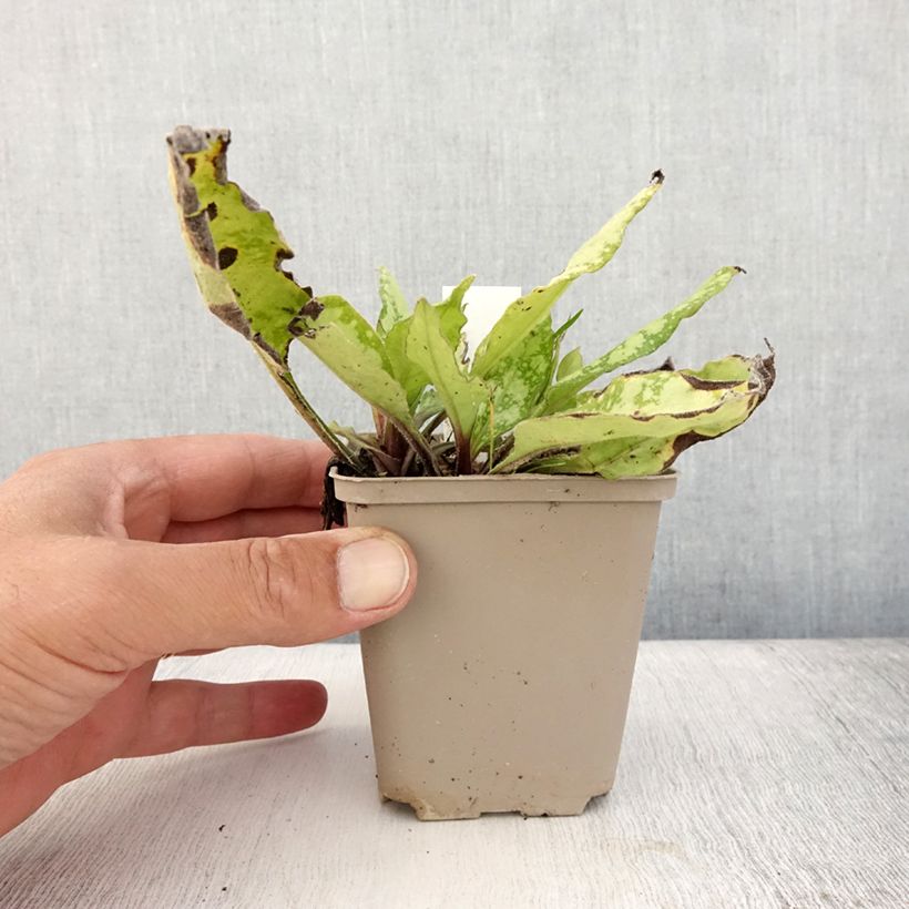 Ejemplar de Pulmonaria Twinkle Toes Maceta de 8/9 cm entregado en verano