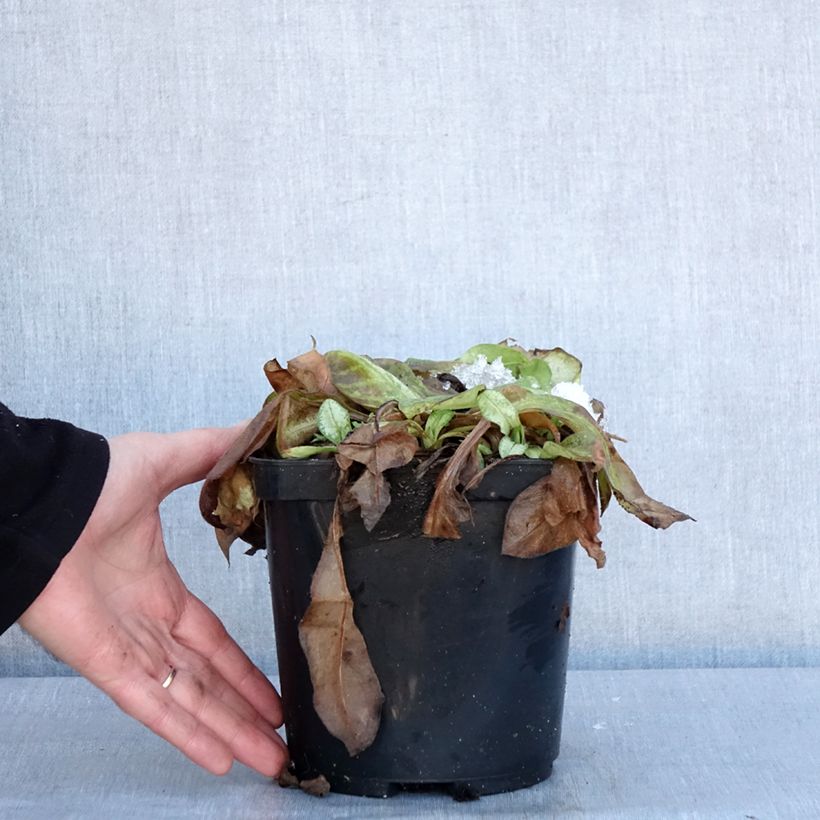 Pulmonaria  Moonshine - Lungwort Maceta 3L/4L Ejemplar entregado en invierno