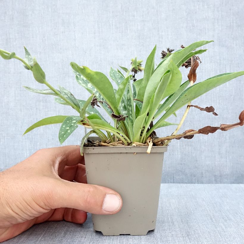 Ejemplar de Pulmonaria longifolia E.B Anderson Maceta de 8/9 cm entregado en verano