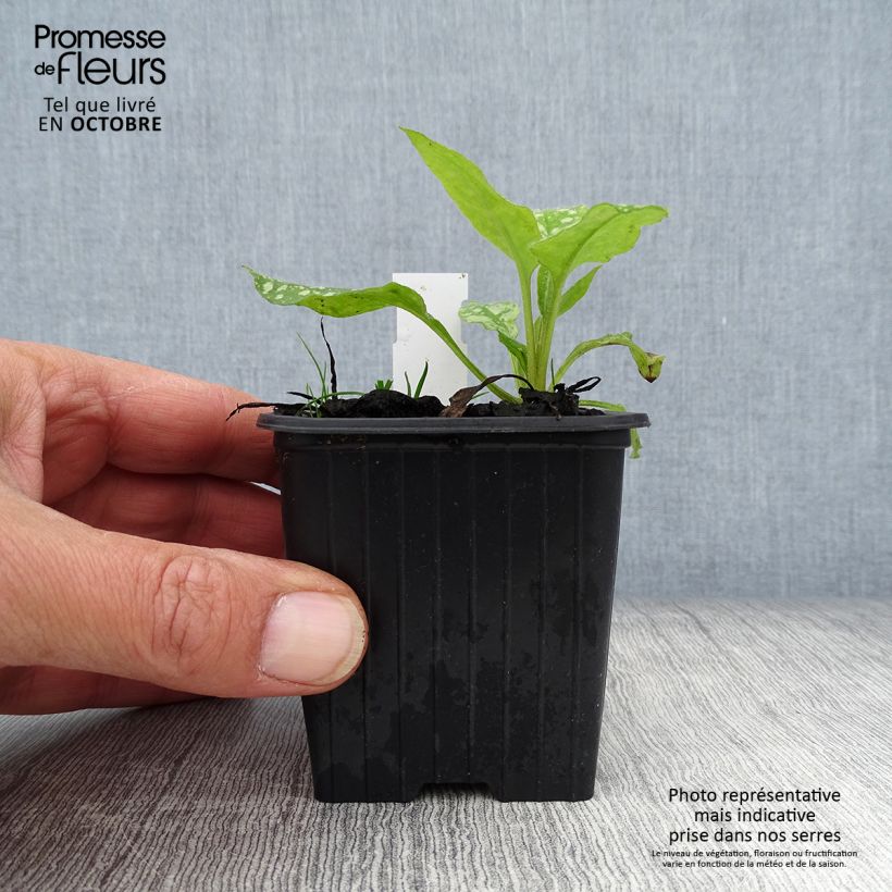 Ejemplar de Pulmonaria saccharata Mrs Moon Maceta de 8/9 cm entregado en otoño