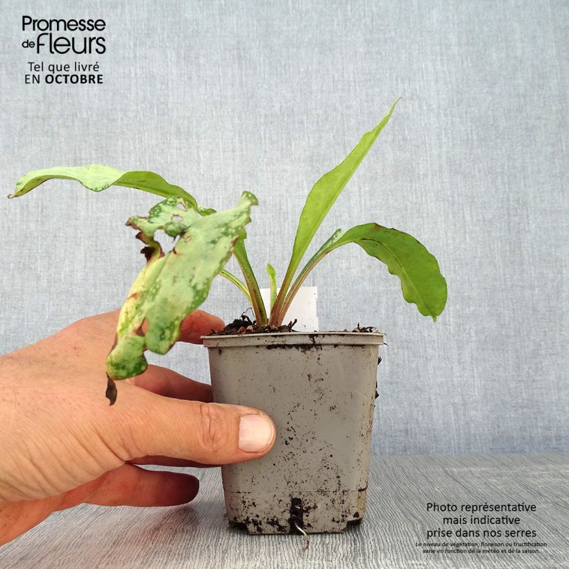 Ejemplar de Pulmonaria saccharata Silverado Maceta de 8/9 cm entregado en otoño