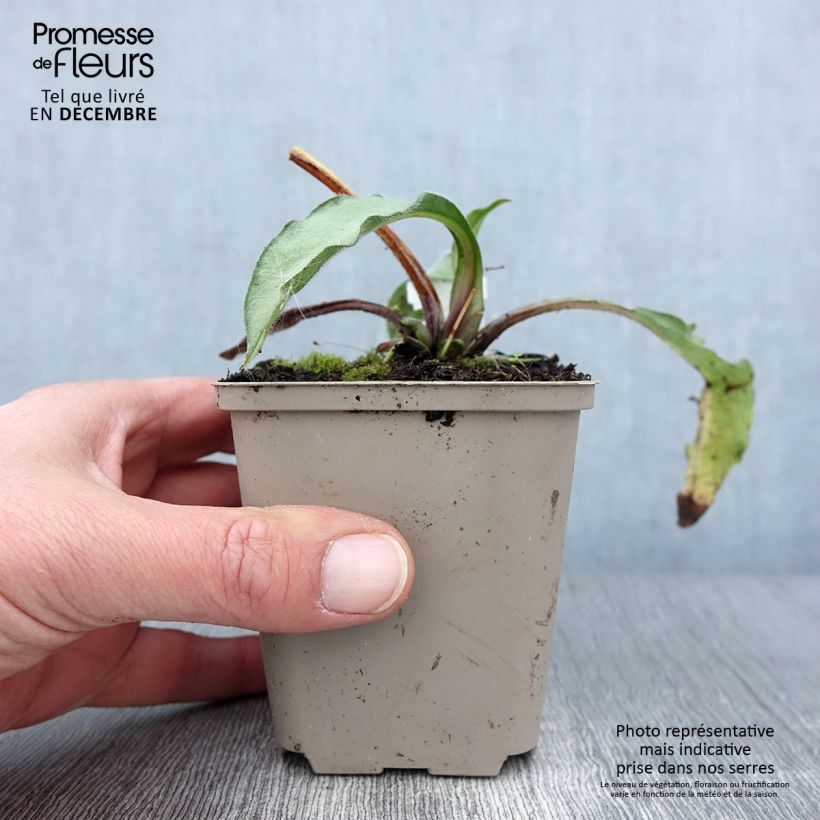 Ejemplar de Pulmonaria Samourai Maceta de 8/9 cm entregado en otoño