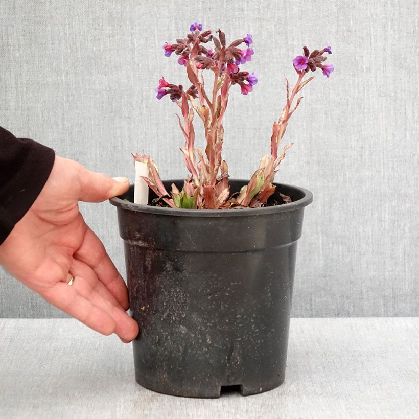 Pulmonaria Samourai - Pulmonaire hybride - Pot de 2L/3L Ejemplar entregado en la primavera