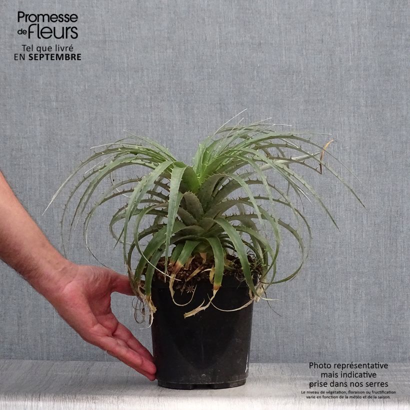 Ejemplar de Puya berteroniana - Chagual Maceta 2L/3L entregado en otoño