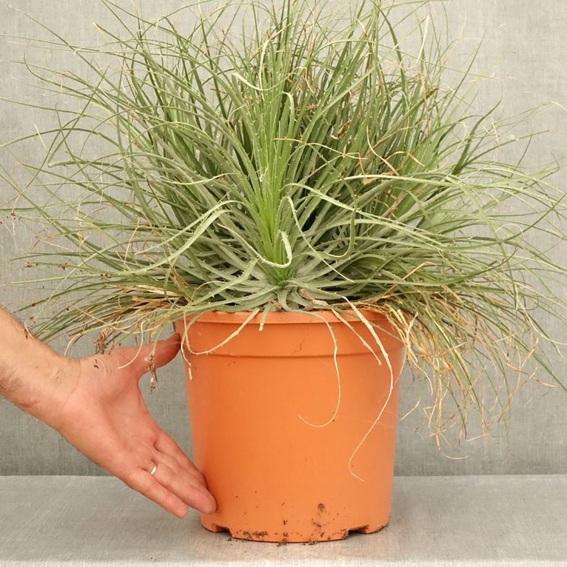 Ejemplar de Puya coerulea Violacea - Fleur des Andes Maceta 7,5L/10L entregado en verano