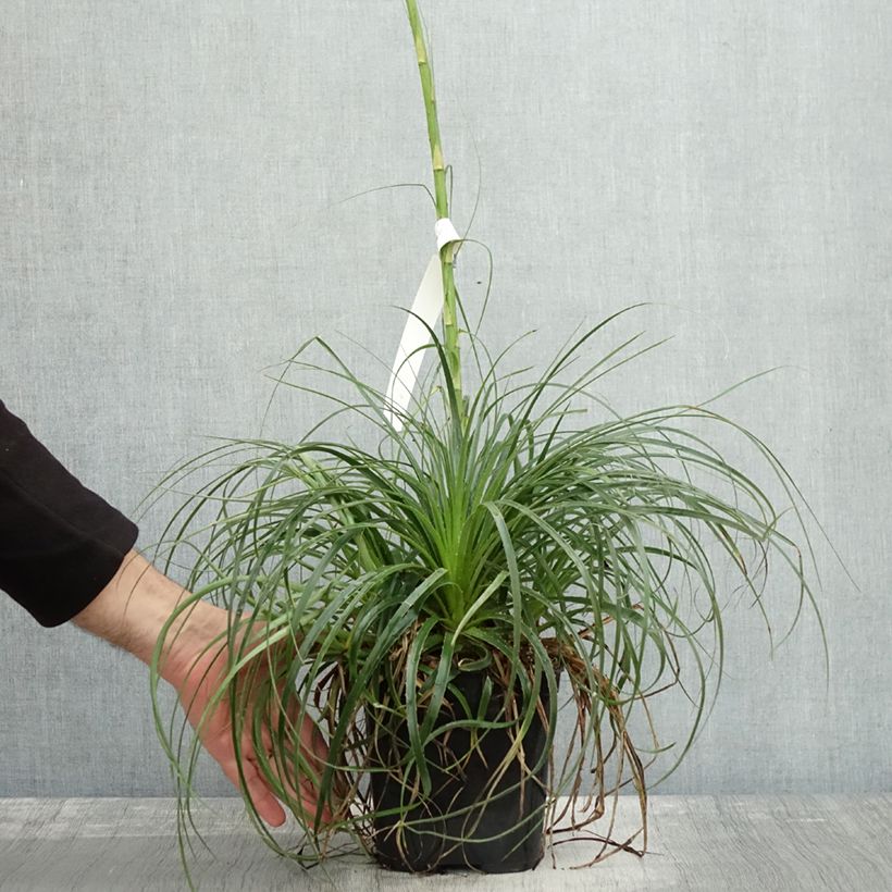 Ejemplar de Puya mirabilis Maceta 2L/3L entregado en otoño