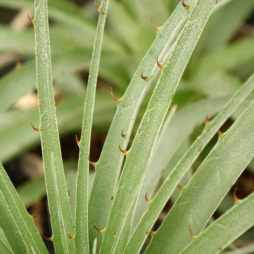 Puya weberiana (Follaje)
